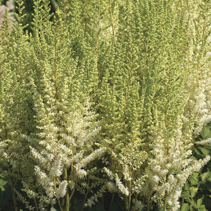 Astilbe Top Choice Cake Mix False Spirea