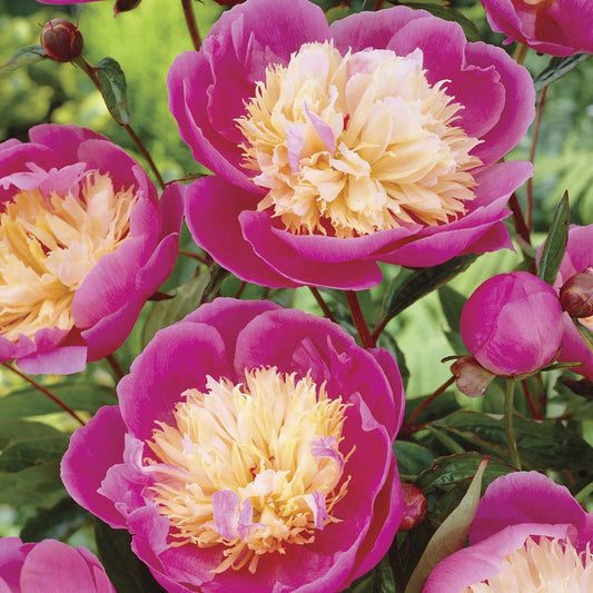 Paeonia 'Bowl of Beauty' Peony