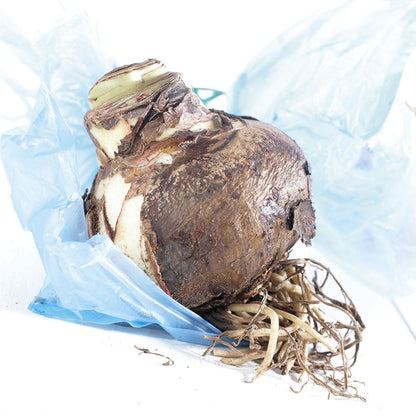Exotic Collector's Edition Amaryllis Bulbs