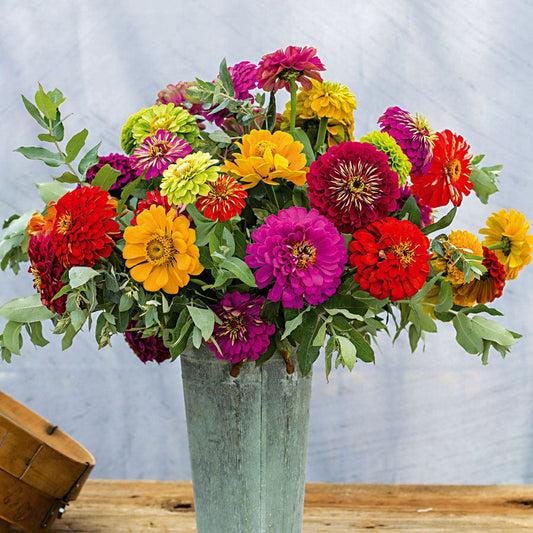 Park's Picks Zinnia Seed Collection