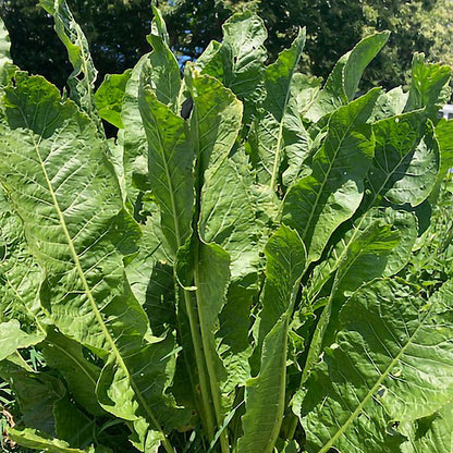 Armoracia Big Top Horseradish