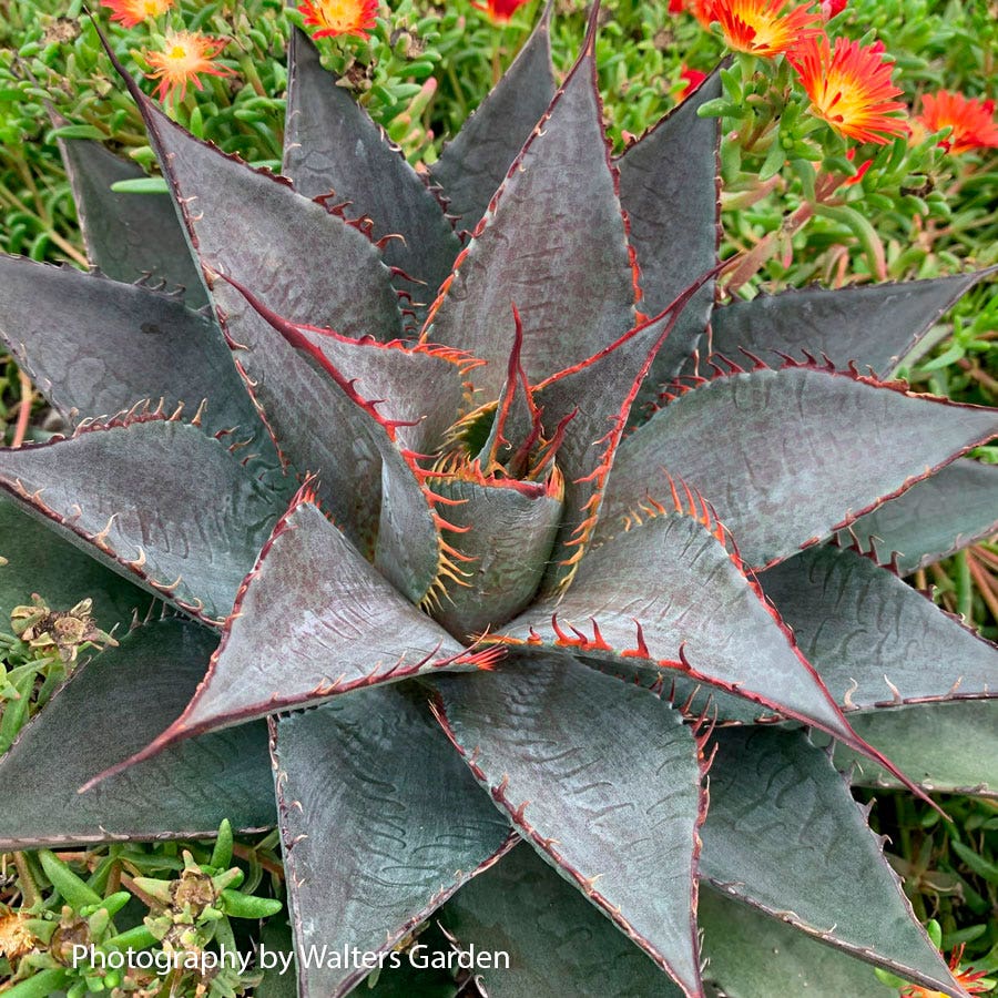 Mangave Art & Sol® 'Tooth Fairy'