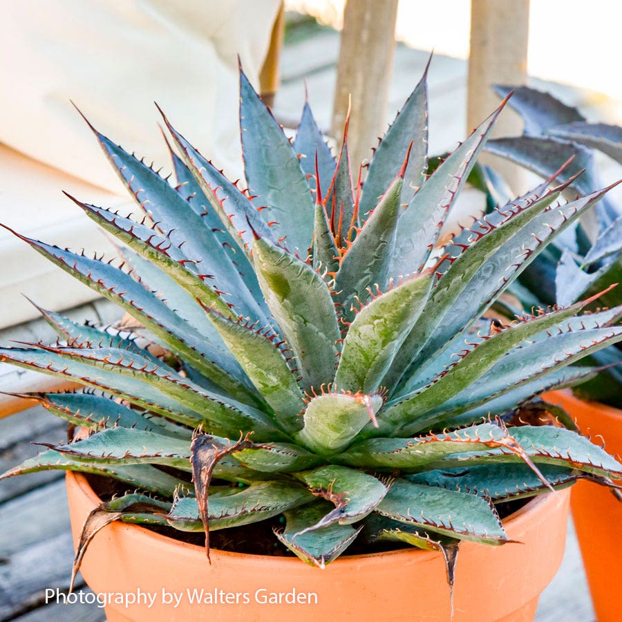 Mangave Art & Sol® 'Tooth Fairy'