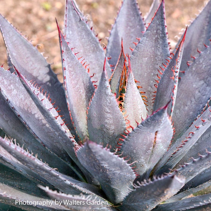 Mangave Art & Sol® 'Tooth Fairy'