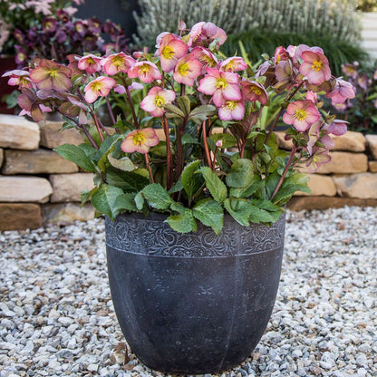 Helleborus Frostkiss® Cheryl's Shine®