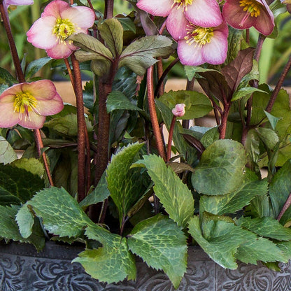 Helleborus Frostkiss® Cheryl's Shine®