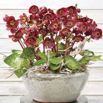 Helleborus Frostkiss® Vibey Velvet™