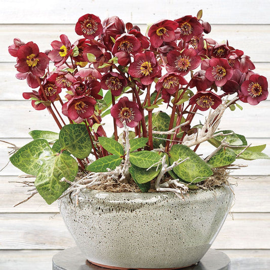 Helleborus Frostkiss® Vibey Velvet™