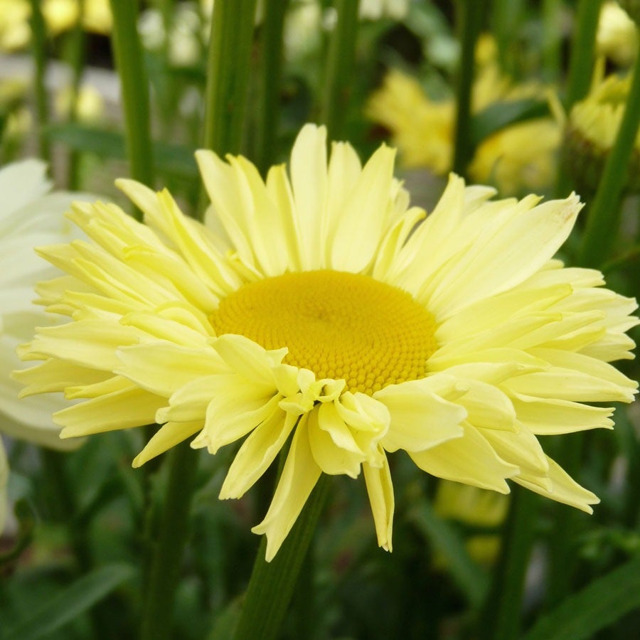Leucanthemum Realflor® 'Real Solar' Shasta Daisy