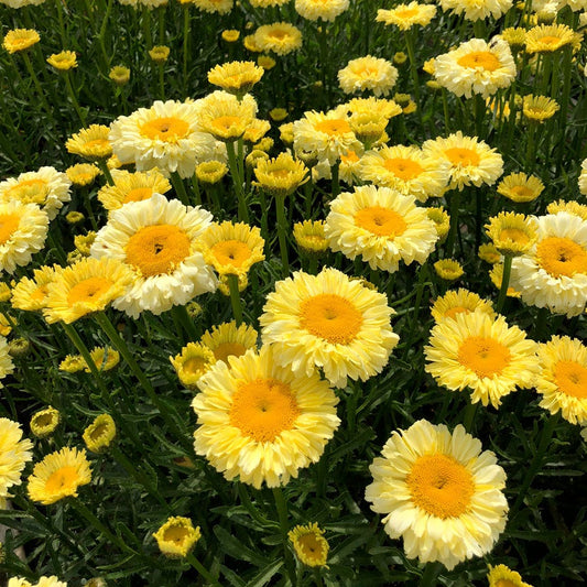Leucanthemum Realflor® 'Real Goldcup' Shasta Daisy