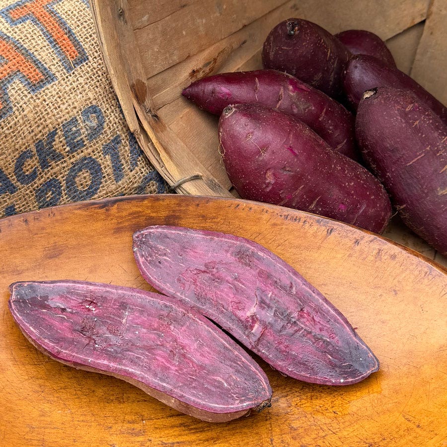 Sweet Potato Purple Majesty Slips
