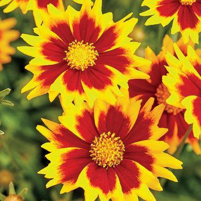 Coreopsis Solar Jewel Tickseed
