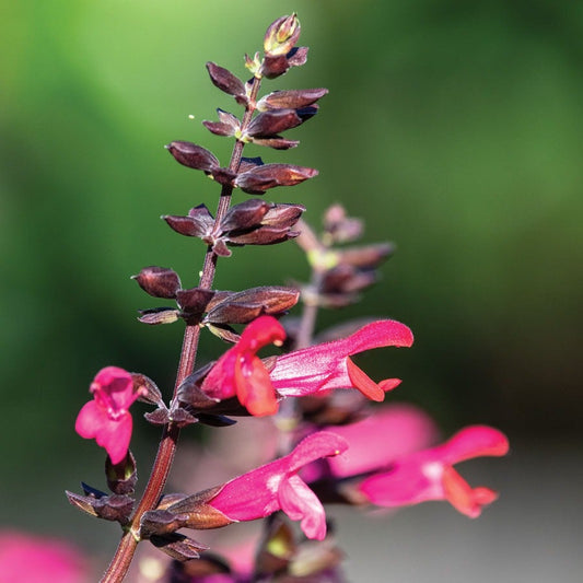 Salvia Bodacious® 'Jammin Jazz' Ornamental Sage
