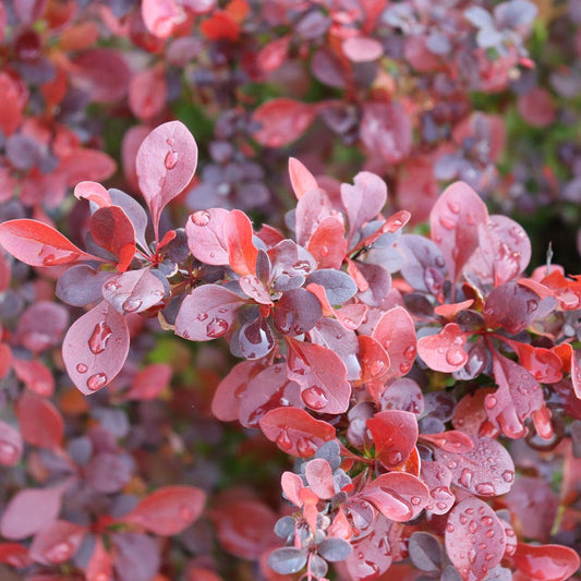 Berberis Sunjoy Really Red™ Barberry