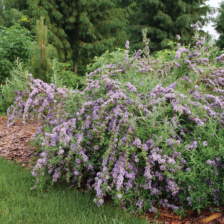 Buddleia Mop Top™ Butterfly Bush