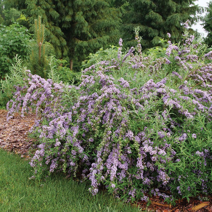Buddleia Mop Top™ Butterfly Bush