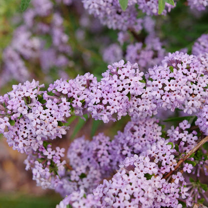 Buddleia Mop Top™ Butterfly Bush