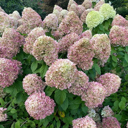 Hydrangea Powerball™ Panicle Hydrangea