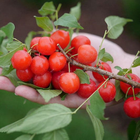 Prunus Easy As Pie™ Bush Cherry