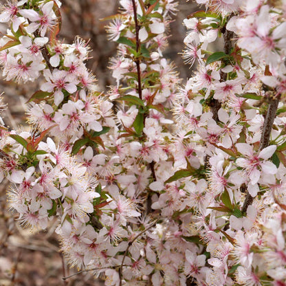 Prunus Easy As Pie™ Bush Cherry