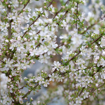 Prunus Easy As Pie™ Bush Cherry
