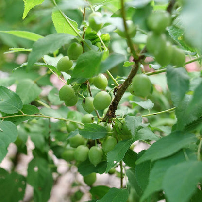 Prunus Easy As Pie™ Bush Cherry