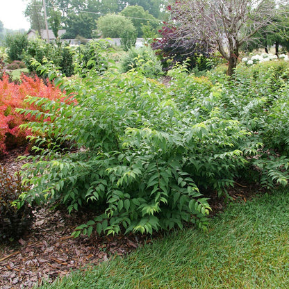 Prunus Easy As Pie™ Bush Cherry