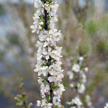 Prunus Easy As Pie™ Bush Cherry