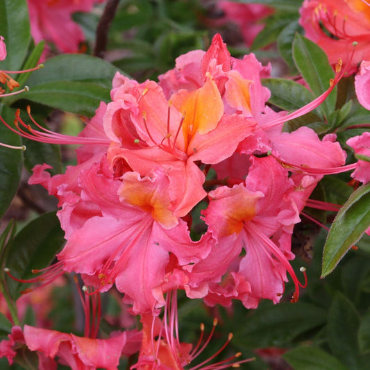 Rhododendron Sweet Reward™ Coral Azalea