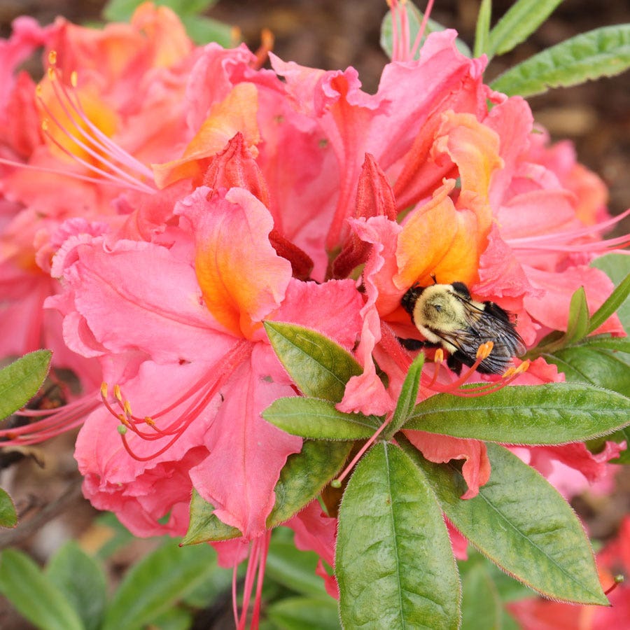 Rhododendron Sweet Reward™ Coral Azalea – Park Seed
