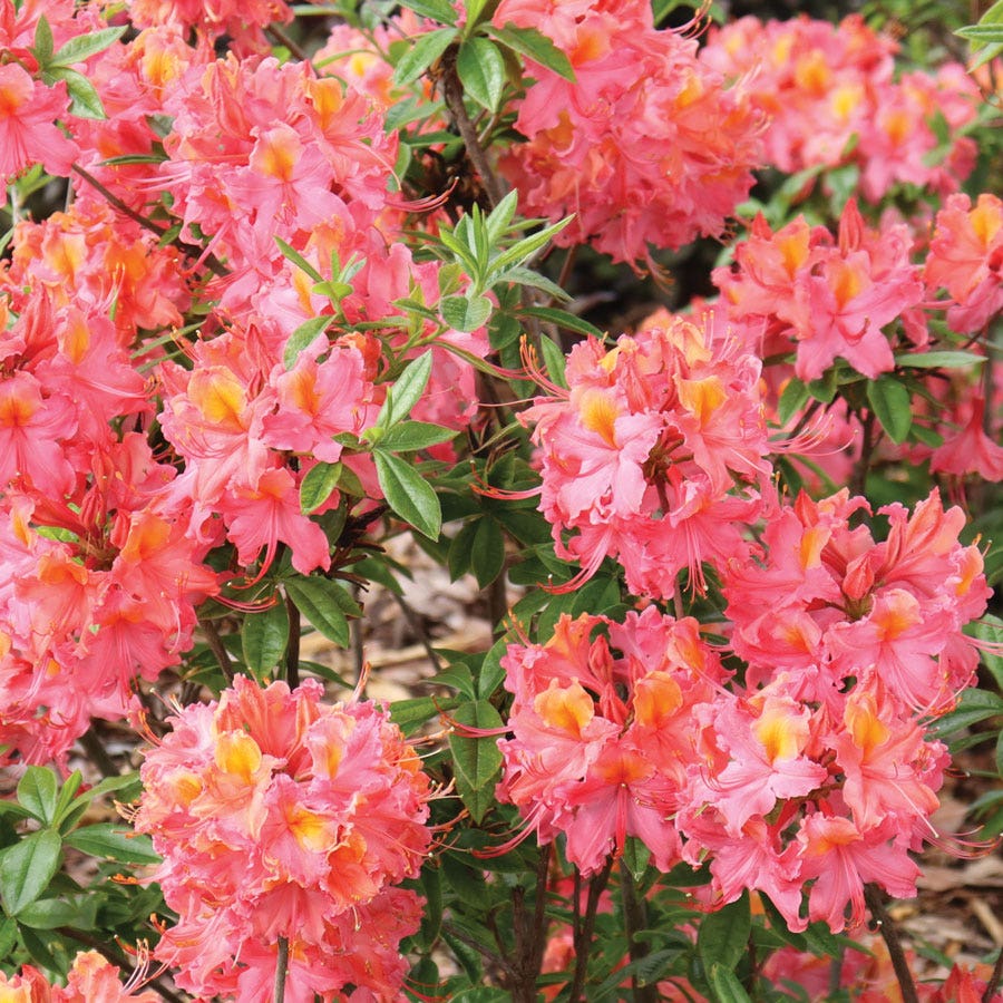 Rhododendron Sweet Reward™ Coral Azalea – Park Seed