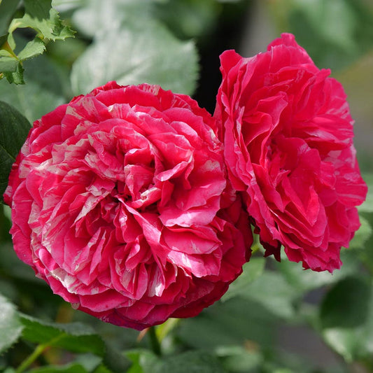 Rosa Oso Easy Red Stripe™ Landscape Rose