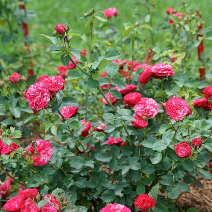 Rosa Oso Easy Red Stripe™ Landscape Rose