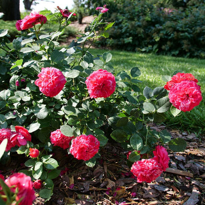 Rosa Oso Easy Red Stripe™ Landscape Rose