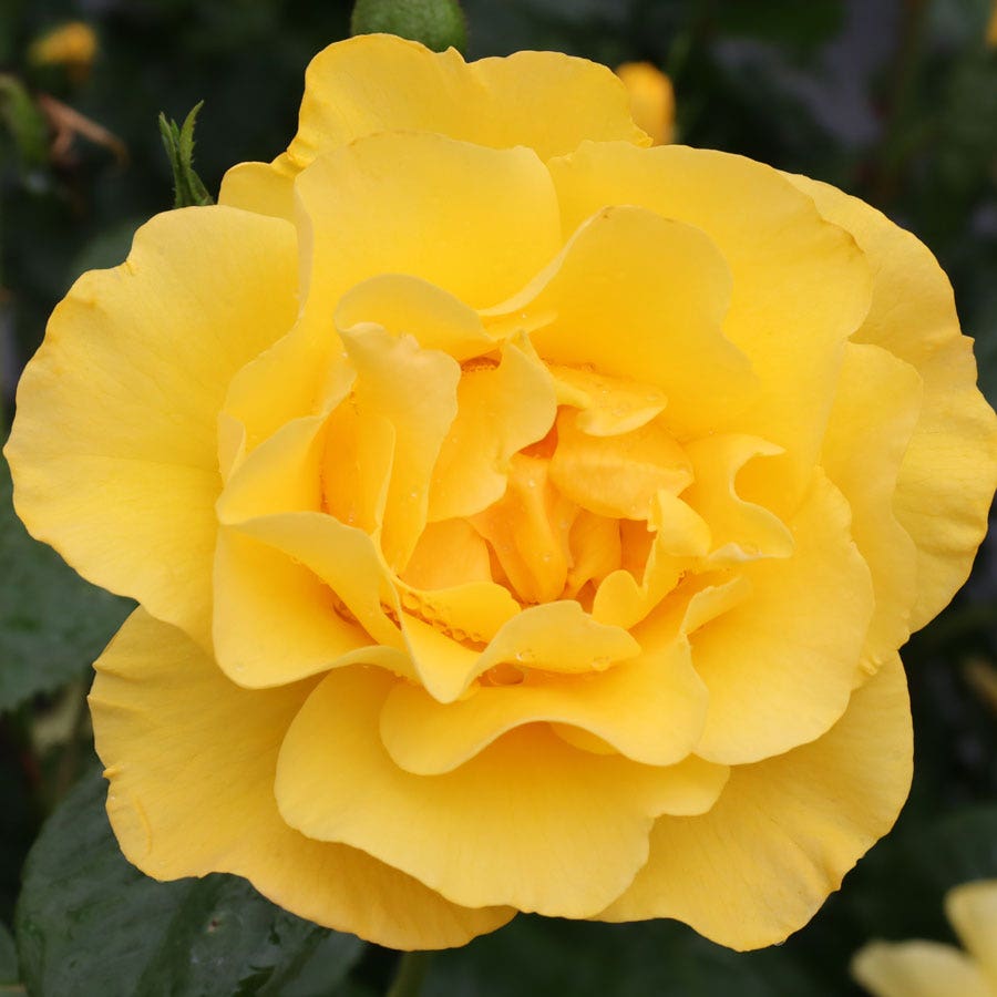Rosa Reminiscent® Yellow Garden Rose