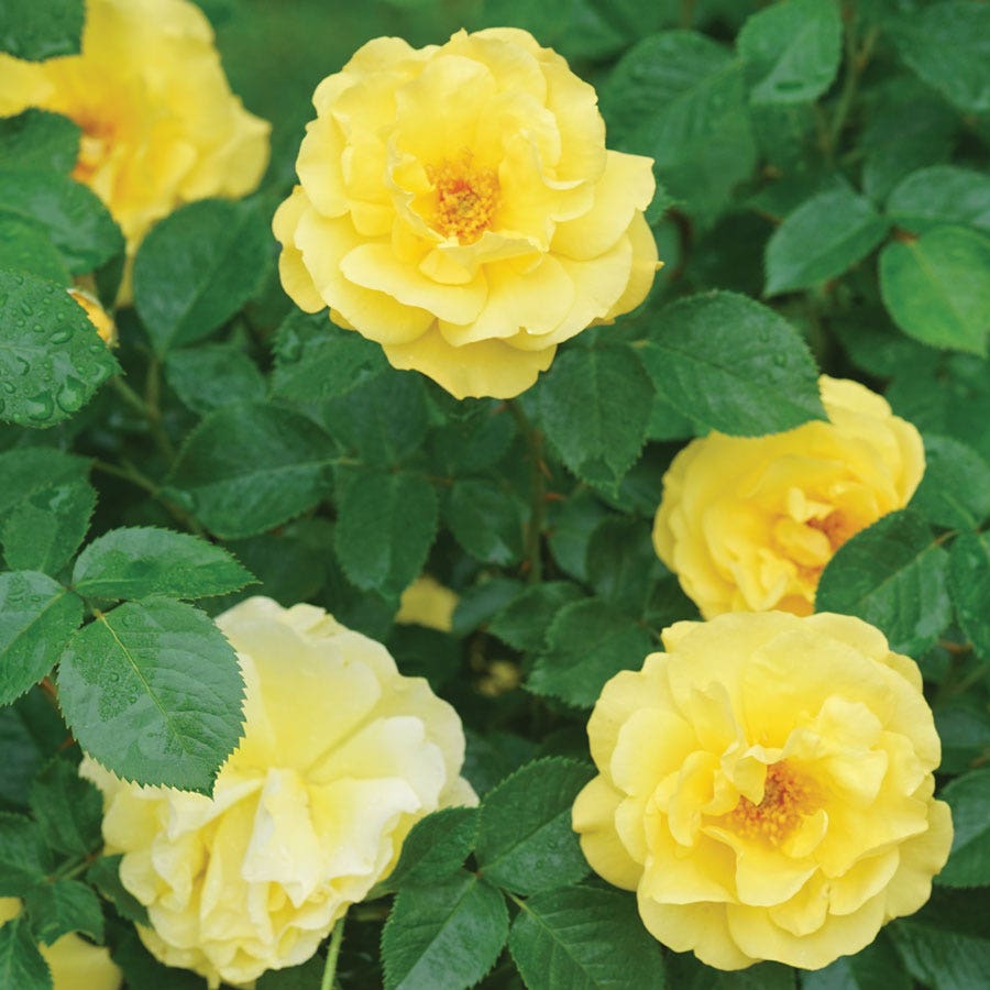 Rosa Reminiscent® Yellow Garden Rose