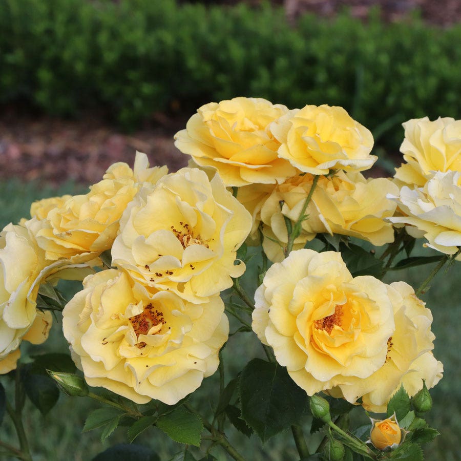 Rosa Reminiscent® Yellow Garden Rose