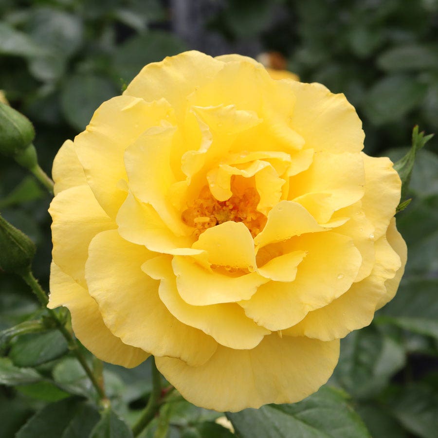 Rosa Reminiscent® Yellow Garden Rose