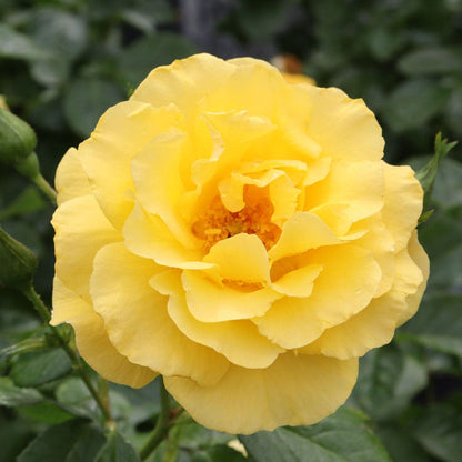 Rosa Reminiscent® Yellow Garden Rose