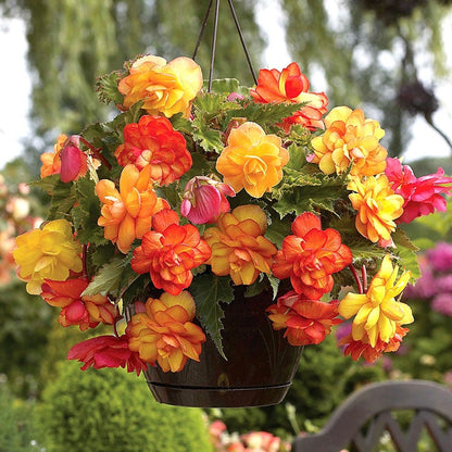 Begonia 'Golden Balcony' Bulbs