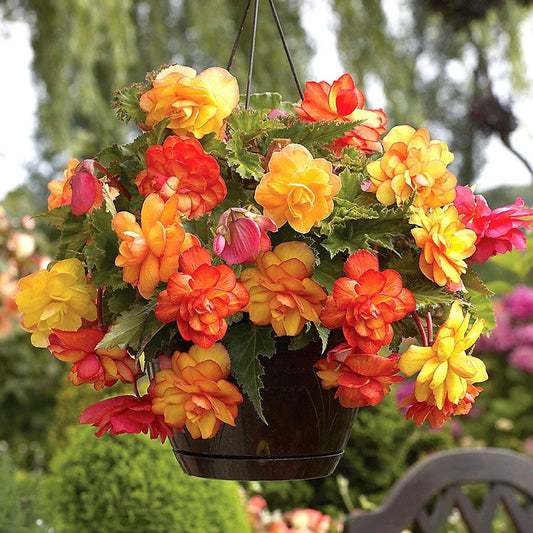 Begonia 'Golden Balcony' Bulbs