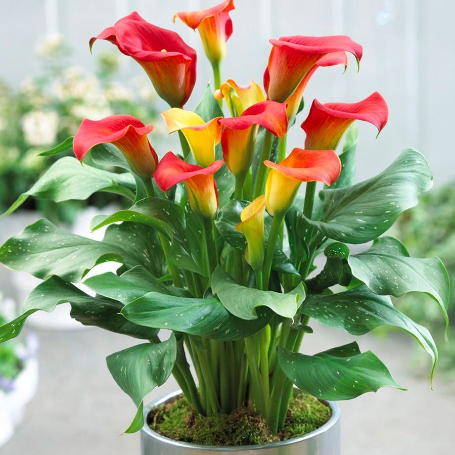 Zantedeschia 'Captain Fuego' Calla Lily Bulbs
