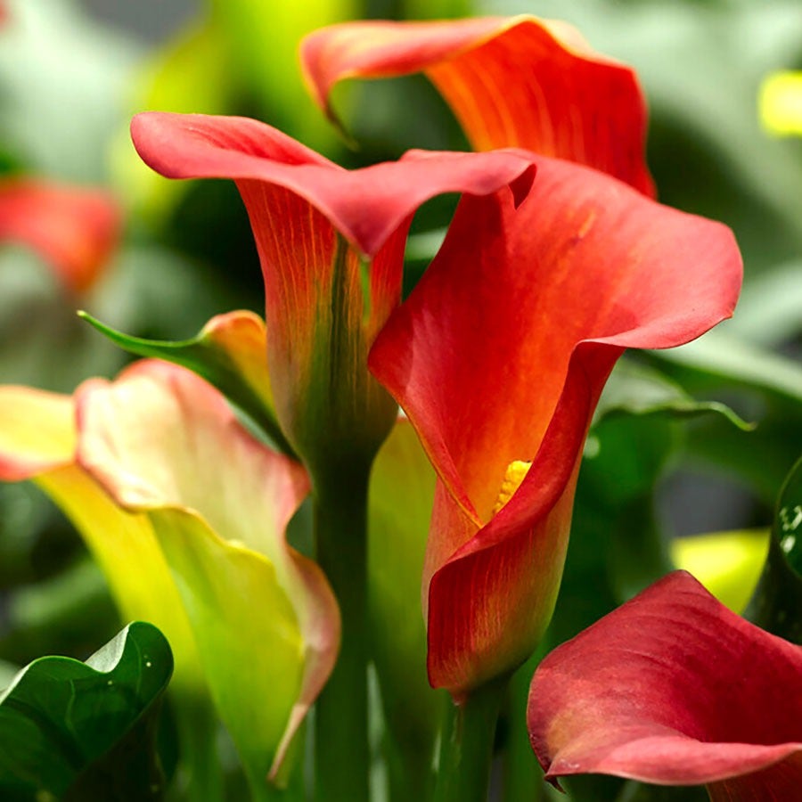 Zantedeschia 'Captain Fuego' Calla Lily Bulbs
