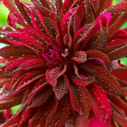 Dahlia 'Black Narcissus' Bulbs