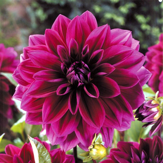Dahlia 'Thomas Edison' Bulbs