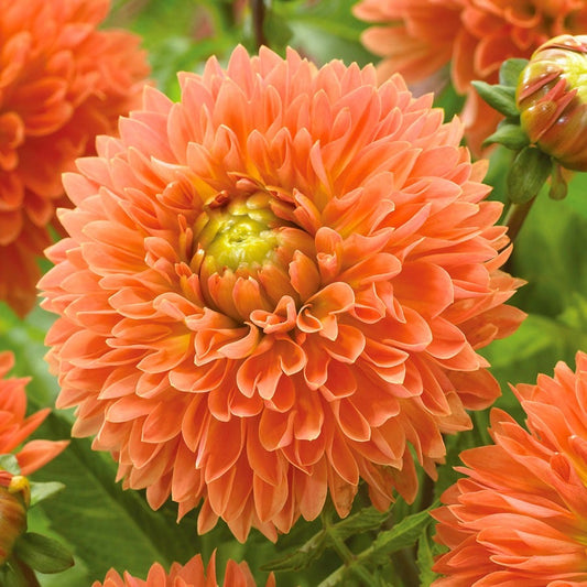 Dahlia 'Orange Impact' Bulbs