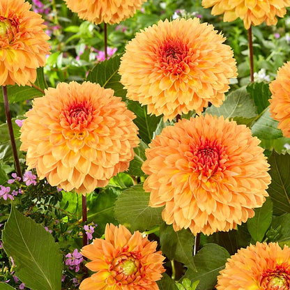 Dahlia 'Orange Impact' Bulbs