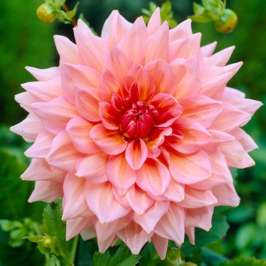 Dahlia 'Otto's Thrill' Bulbs