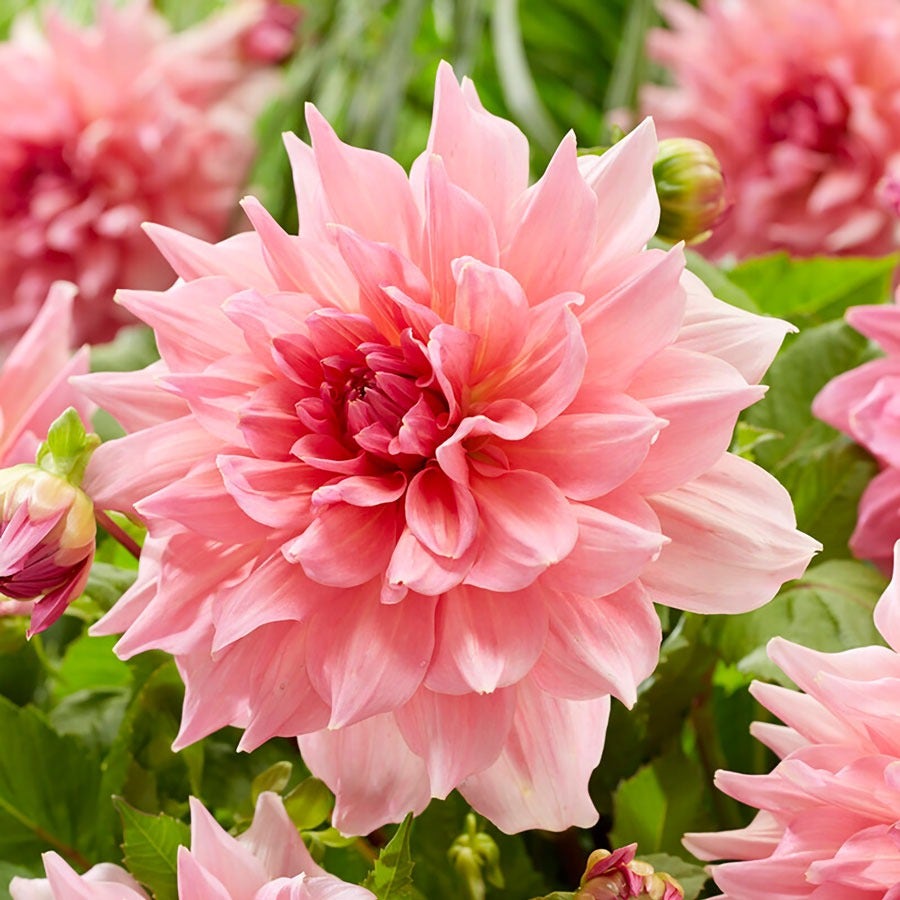 Dahlia 'Otto's Thrill' Bulbs