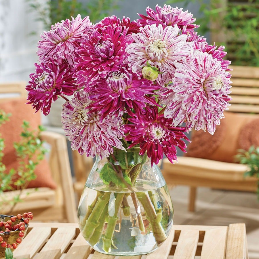 Dahlia Vancouver Blend Bulbs